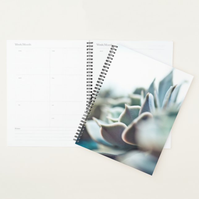 Agenda Echeveria suculenta (Demostración)