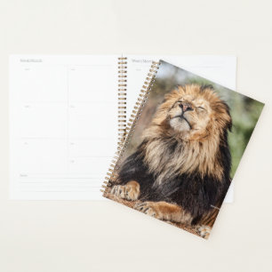 Agenda El baño de sol de los leones masculinos