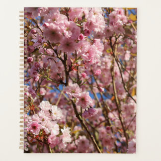Agenda El brillante color primavera de la flor de cerezo