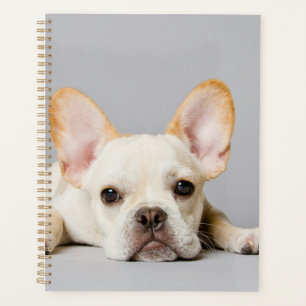Agenda El Bulldog francés se desmorona