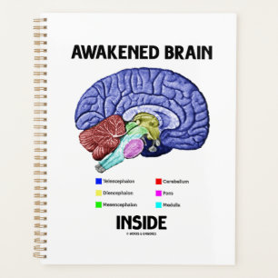 Agenda El cerebro despertado dentro de la anatomía del ce