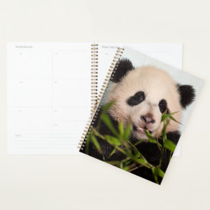 Agenda El gigante Panda se inclina contra la pared