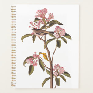 Agenda El pájaro del canto de Audubon en el Calico Rosa