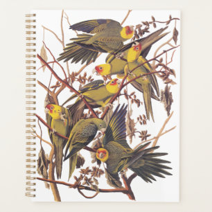 Agenda El paracaídas de Carolina de Audubon
