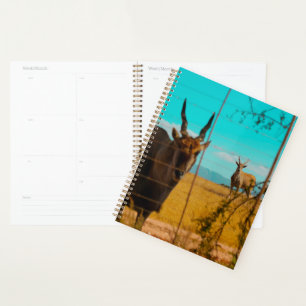 Agenda Eland Antelope Animal Sudáfrica ZA