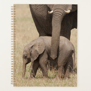 Agenda Elefante bebé africano con su madre