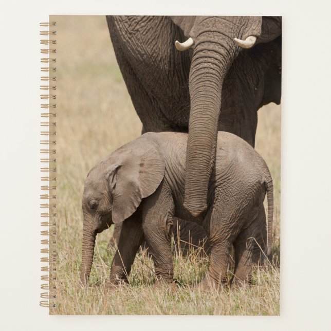 Agenda Elefante bebé africano con su madre (Anverso)
