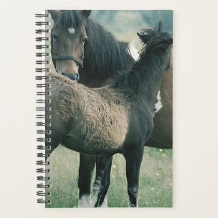 Agenda Equine Mare Foal