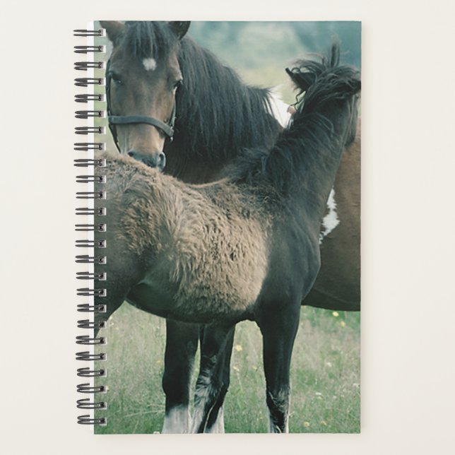 Agenda Equine Mare Foal (Anverso)