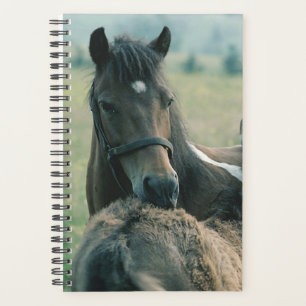 Agenda Equine Mare Fotofous Fotografía De Caballo, Creá