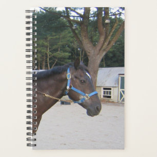 Agenda Equine Paddock Stable