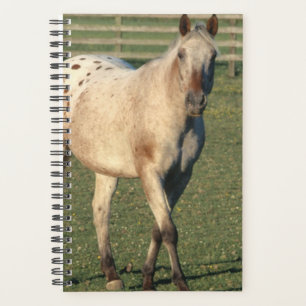 Agenda Equino de foto de caballo caminando por Appaloosa