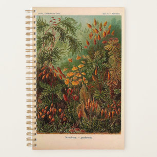 Agenda Ernst Haeckel Muscinae ilustracion vintage