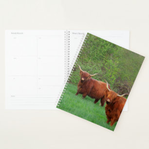 Agenda Escocia Highland Steer