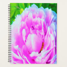 Espléndido detalle de flor de peones rosados doble