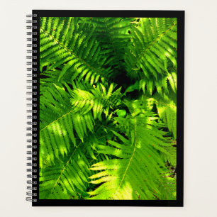 Agenda Fern