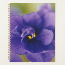 Agenda Flor azul floreciente de violeta Saintpaulia ampli