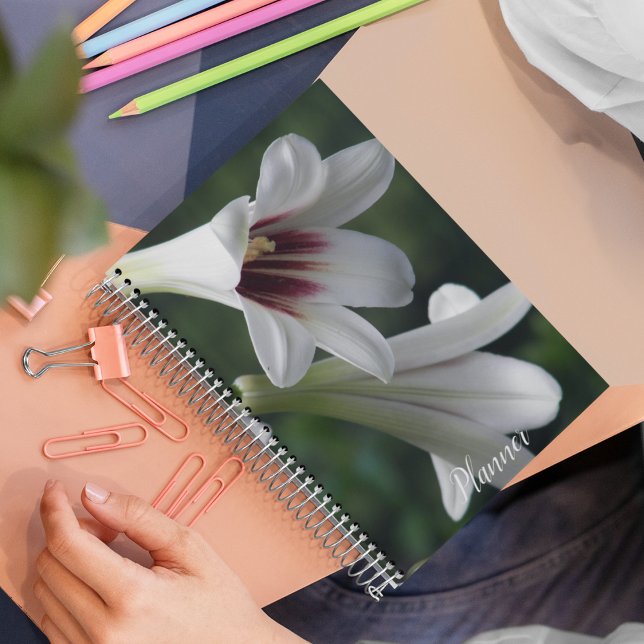 Agenda Floral gigante del Himalaya Lilies (In Situ)