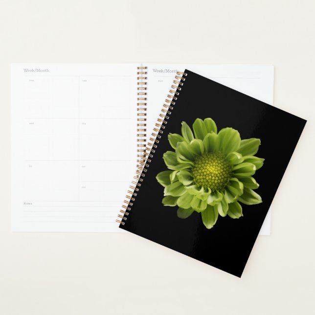 Agenda Flores | Crisantemo verde (Demostración)