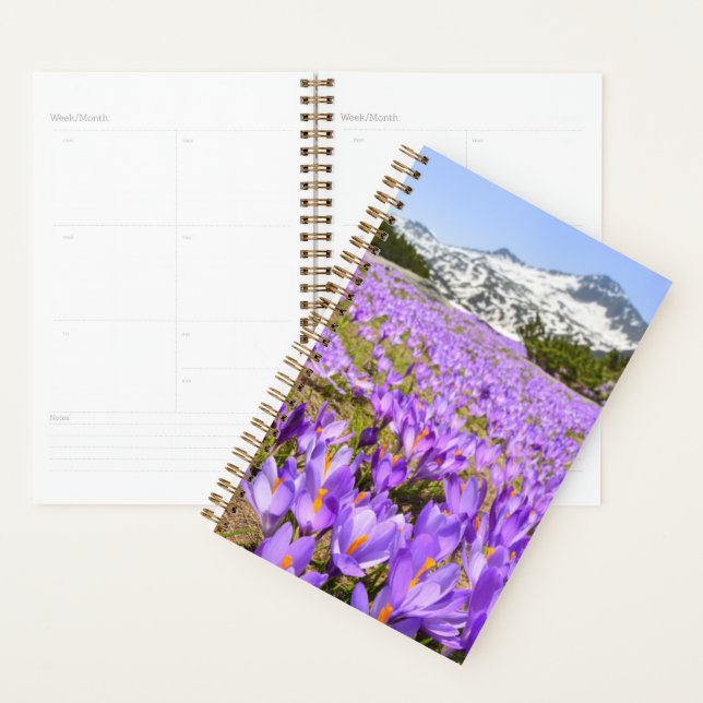 Agenda Flores | Crocus Pirin Mountain Park Bulgaria (Demostración)