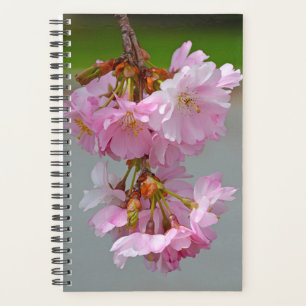 Agenda Flores de cerezo rosa