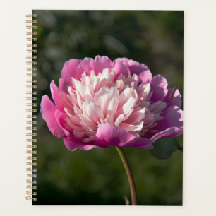 Agenda Flores de peonía rosada en primavera