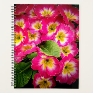Agenda Flores de primavera 2024