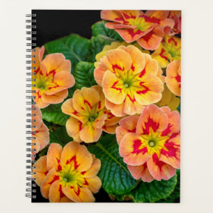 Agenda Flores de primavera 2024