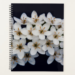 Agenda Flores de Primavera Blanca 2024