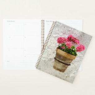 Agenda Flowers Geranium In Flower in Pot