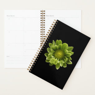 Agenda Flowers Green Chrysanthemum