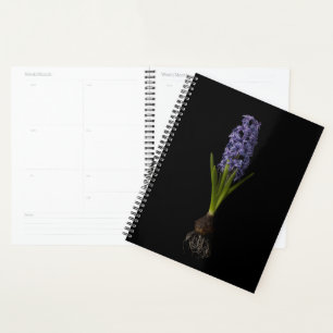 Agenda Flowers Purple Hyacinth Bulb