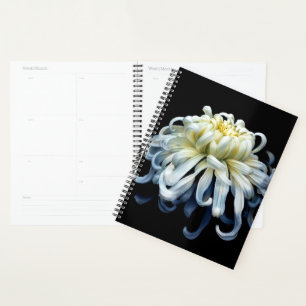 Agenda Flowers White Chrysanthemum