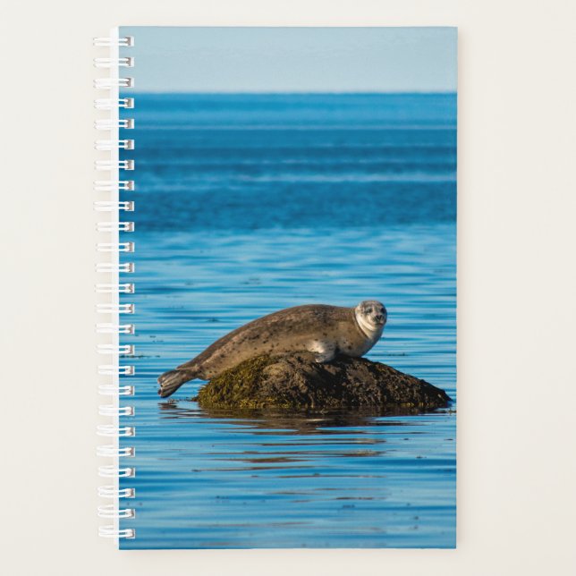 Agenda Foca de puerto atlántico (Anverso)