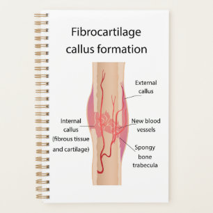 Agenda Formación de Callus fibrocartílico