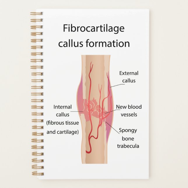 Agenda Formación de Callus fibrocartílico (Anverso)