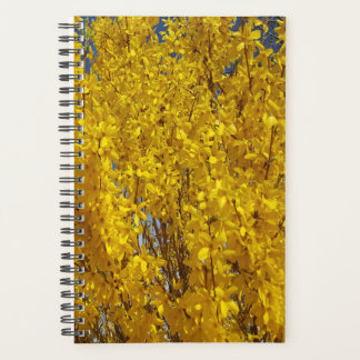 Agenda Forsythia Bush Arriba