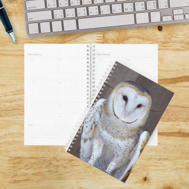 Agenda Foto de Barn Owl Raptor (In Situ)