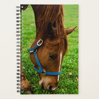 Agenda Foto de caballo Equine Grazing Chestnut Stripe
