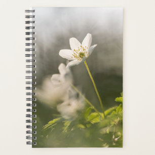 Agenda Foto de la naturaleza de las flores