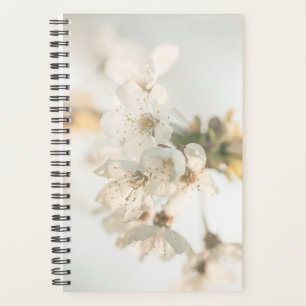 Agenda Foto de la naturaleza del cerezo en flor