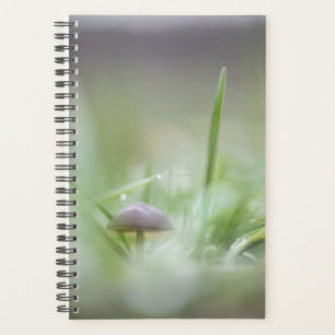Agenda Foto de Mushroom Nature