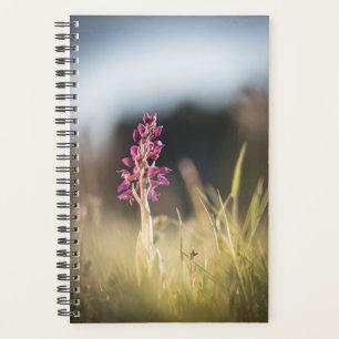 Agenda Foto de naturaleza de orquídeas silvestres
