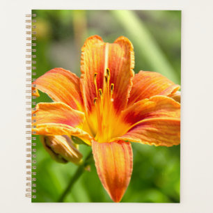 Agenda Foto de una flor de Lily grande