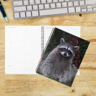 Agenda Foto de vida silvestre de mapache lindo de bosque
