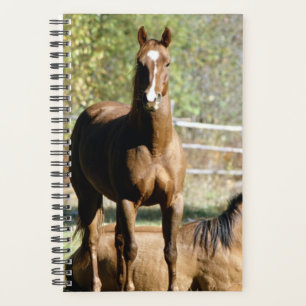 Agenda Foto equina de caballo dos caballos pastoreo