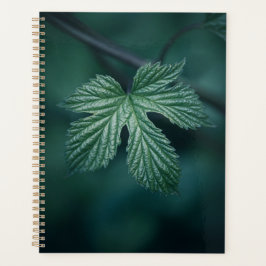 Agenda Foto natural de Hop Humulus Leaf