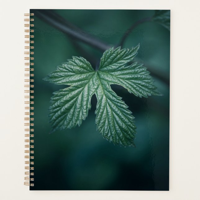 Agenda Foto natural de Hop Humulus Leaf (Anverso)