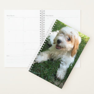 Agenda Foto personalizada de Cavachon, perro