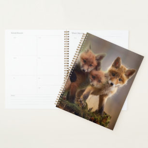 Agenda Foxy Triplets